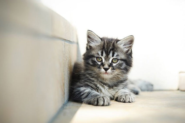 cute alert kitten resting on indoor stairs