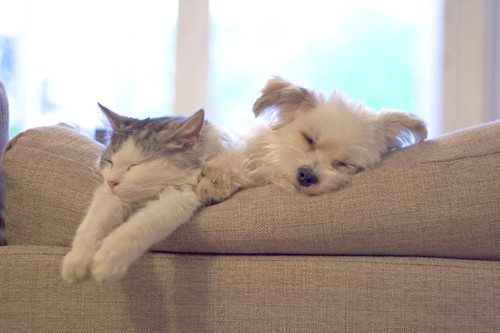 cute cat and puppy sleeping on sofa cushions